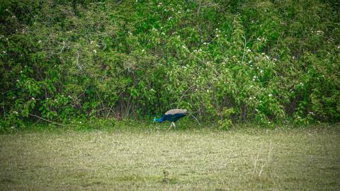 In nature’s quiet corner, royalty walks unnoticed.